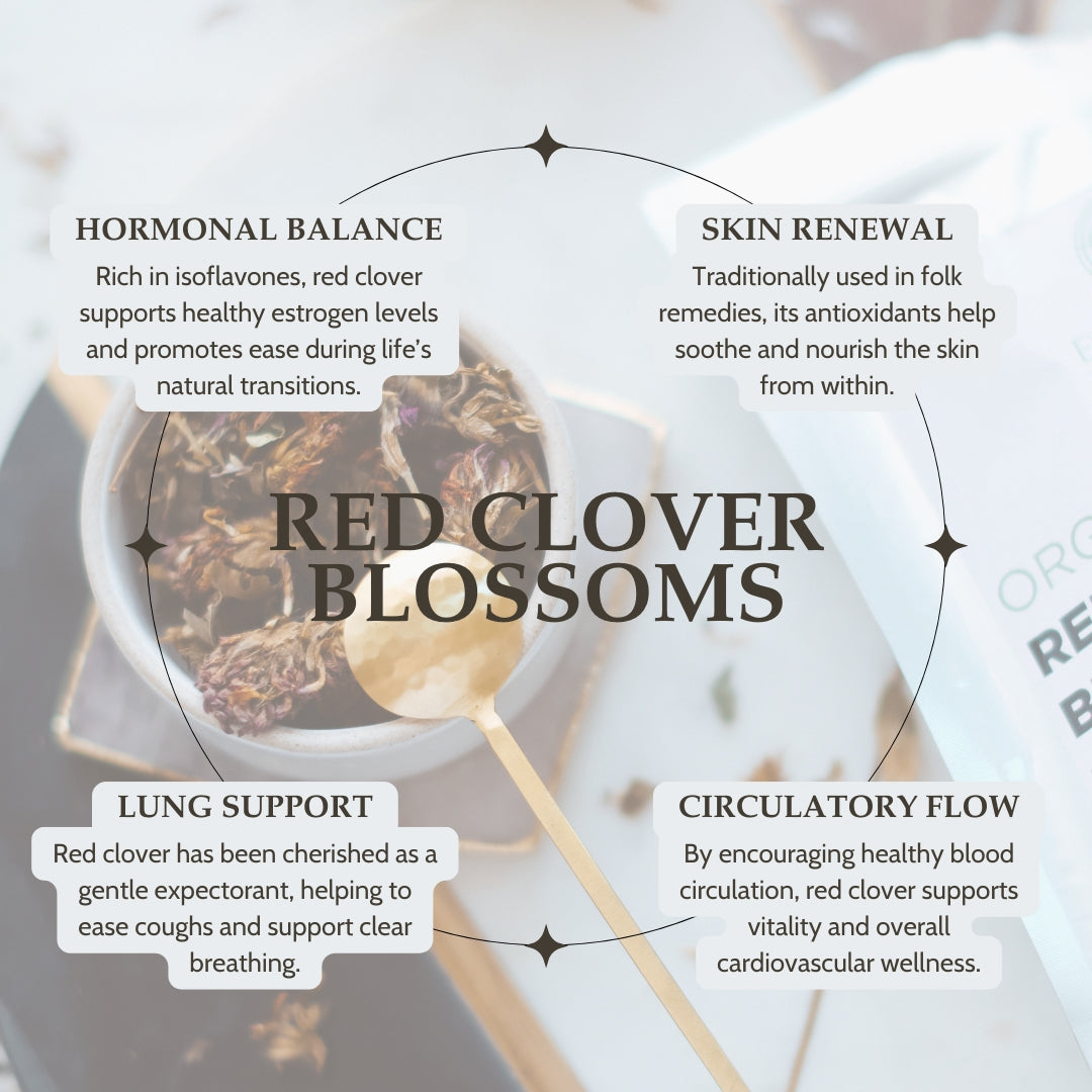Red clover blossoms with text on hormonal balance, skin renewal, lung support, and circulatory flow.