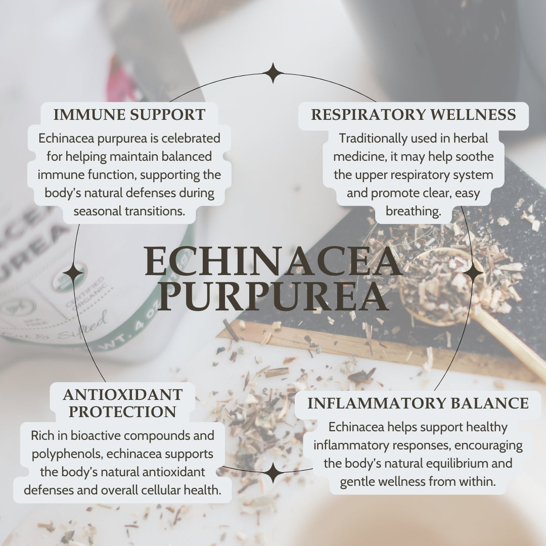 Informational graphic about Echinacea purpurea with text on immune support, respiratory wellness, antioxidant protection, and inflammatory balance.