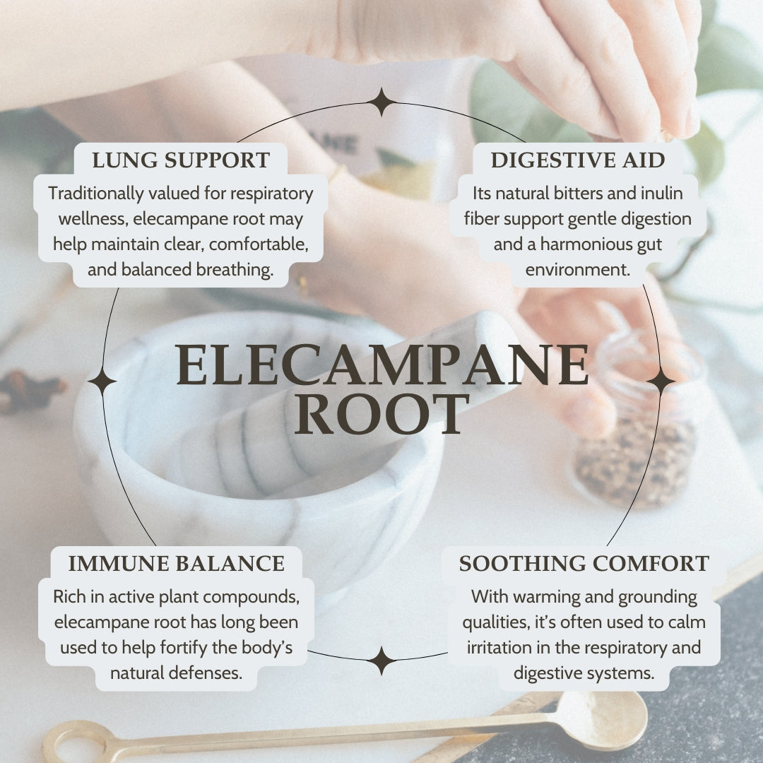 Infographic about elecampane root with text on lung support, digestive aid, immune balance, and soothing comfort.