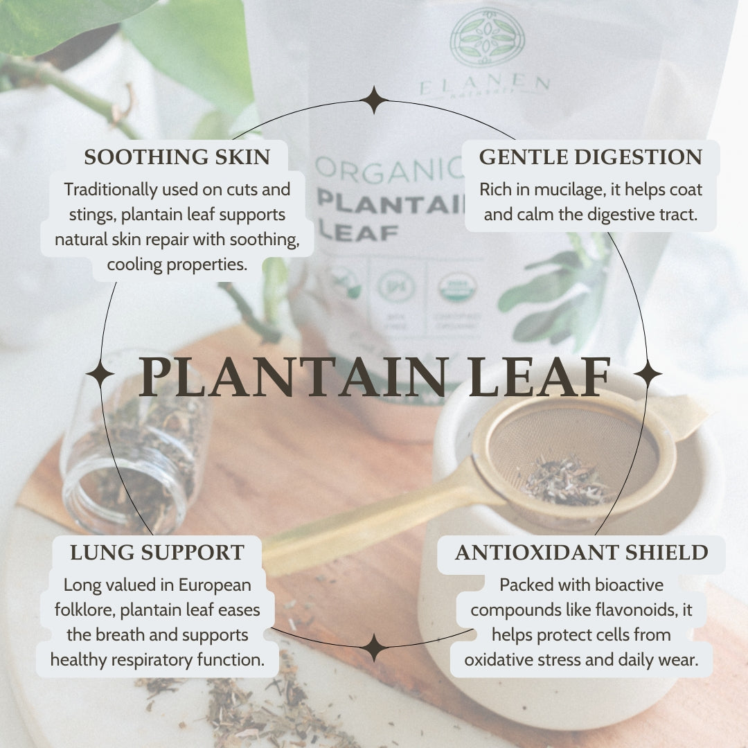 Informational graphic about plantain leaf with text and images of a plantain leaf and a cup.