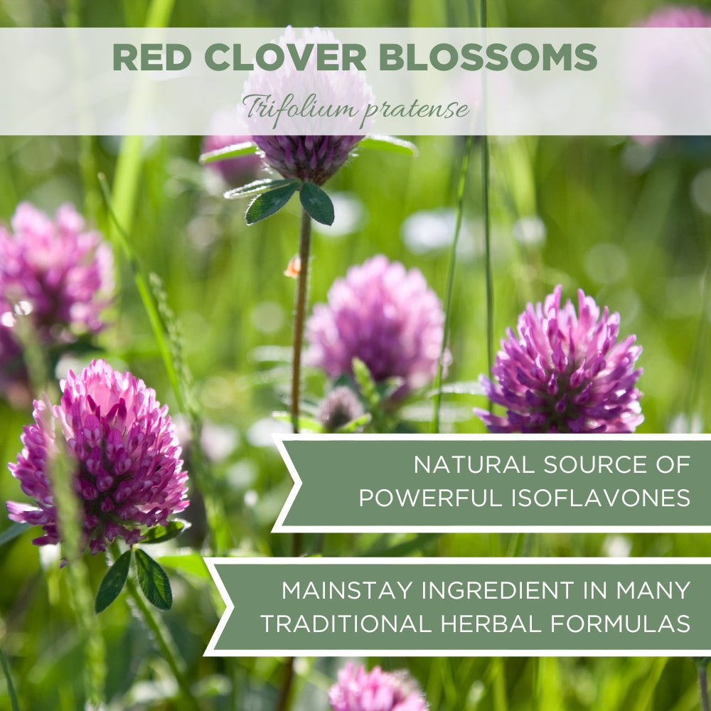 Red Clover Blossoms, USDA Certified Organic, Whole