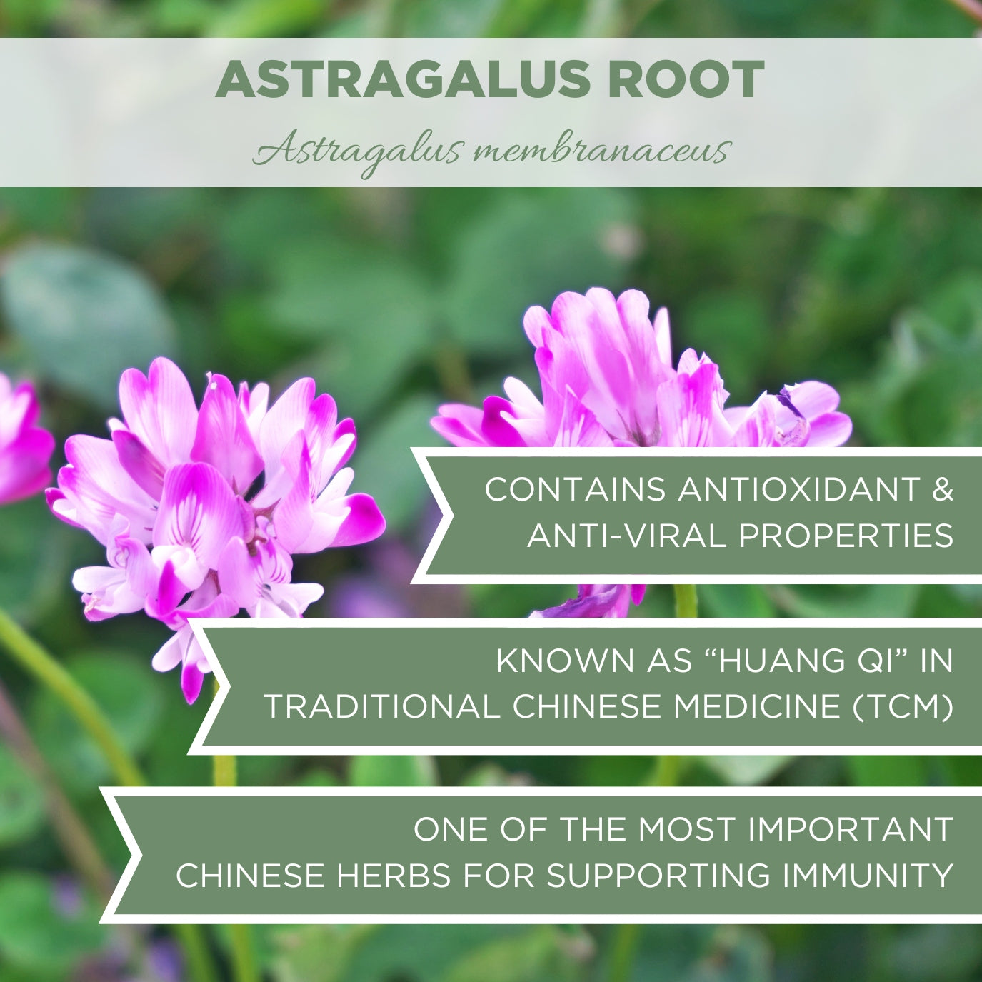 astragalus root organic