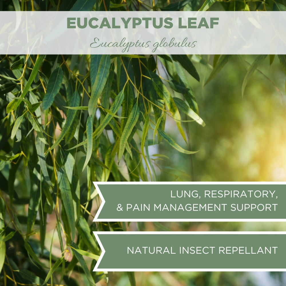 eucalyptus tea