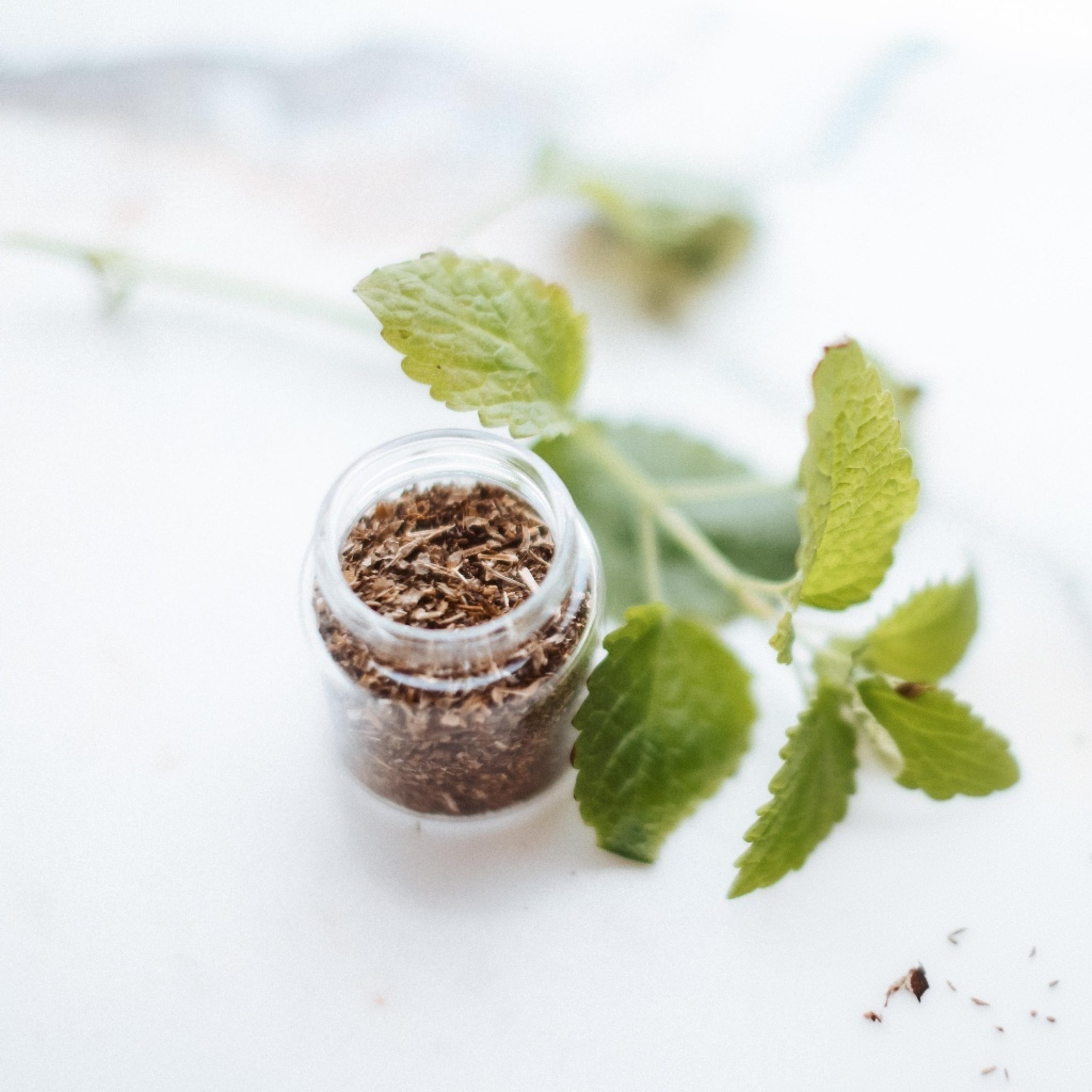 Small glass jar with dried lemon balm leaf on a white surface with green leaves.