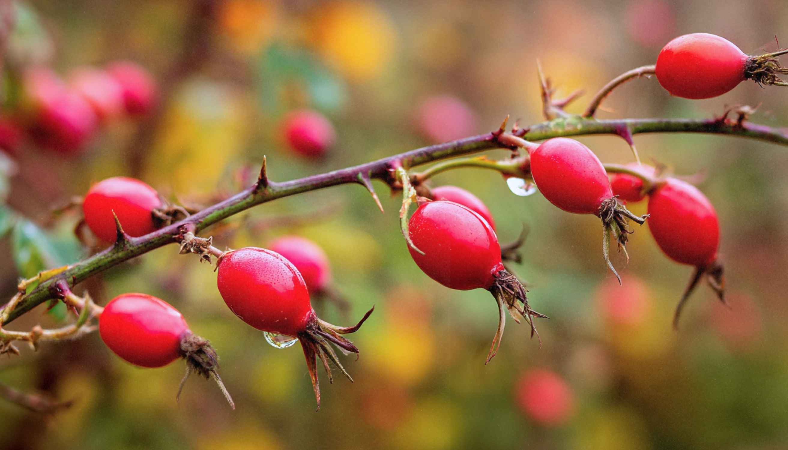 Rosehip Tea: The Ruby-Red Elixir Your Wellness Routine Is Missing