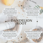 Infographic about dandelion root benefits with text and dandelion root imagery.