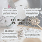 Informational graphic about Echinacea purpurea with text on immune support, respiratory wellness, antioxidant protection, and inflammatory balance.