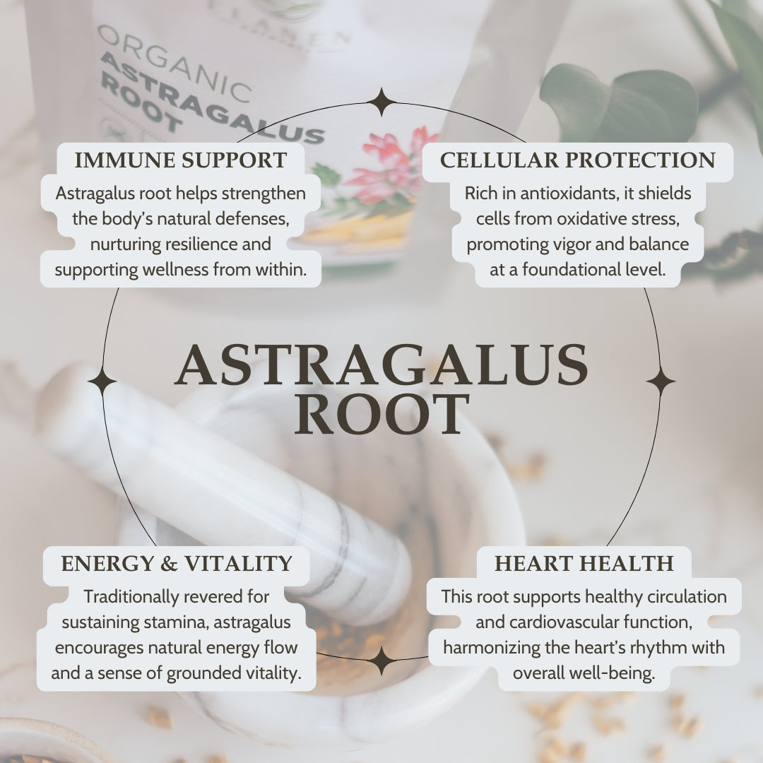 Infographic about the benefits of astragalus root with text and blurred background.