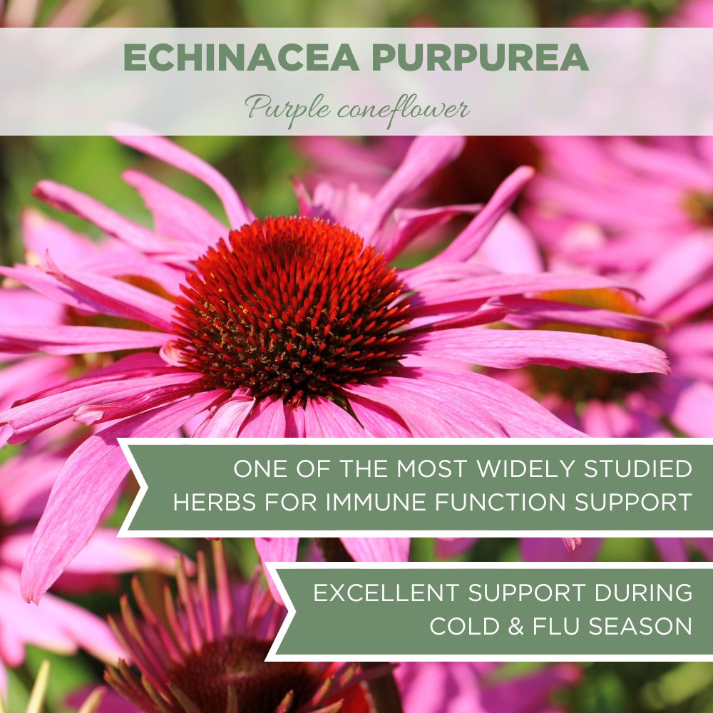 echinacea herb