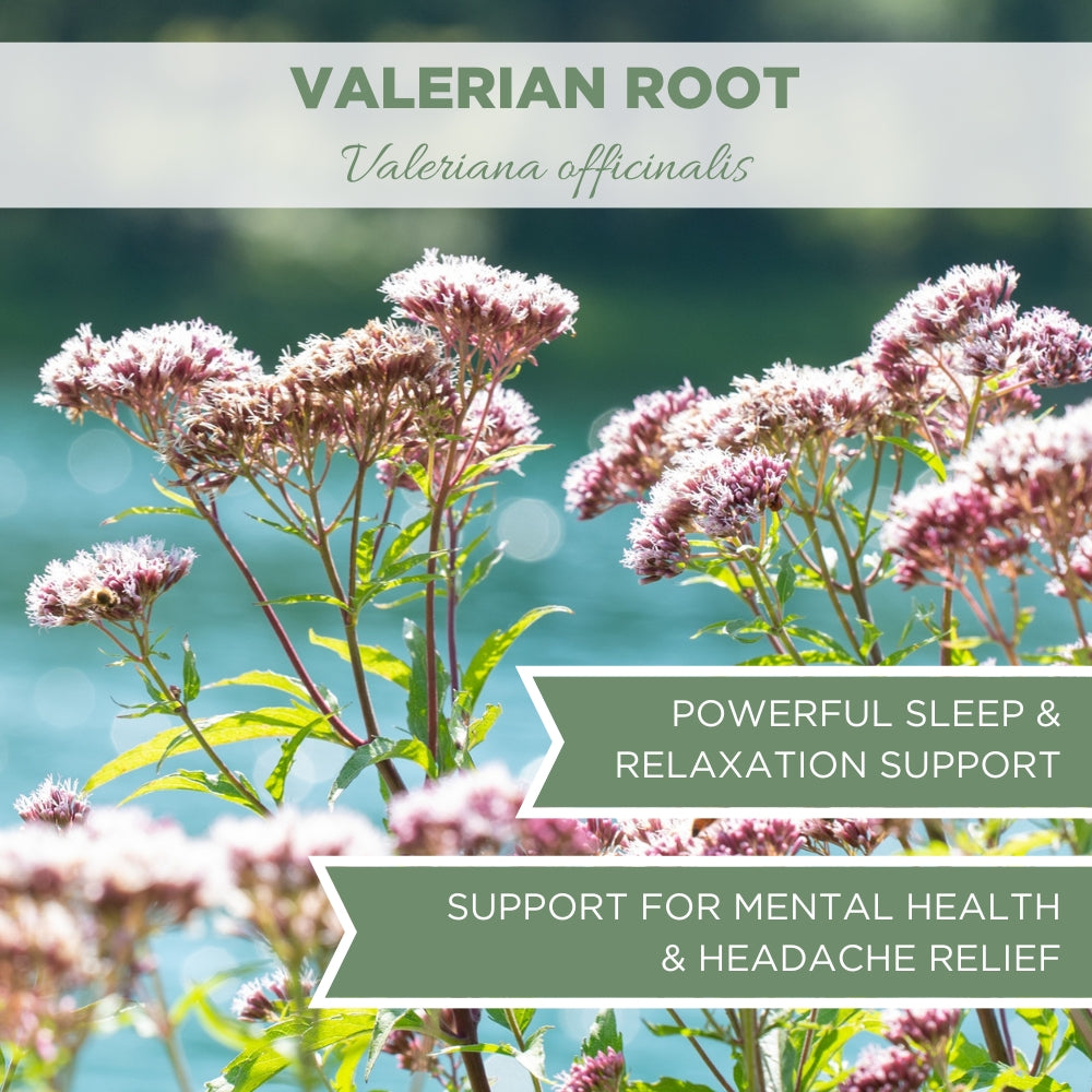 valerian root
