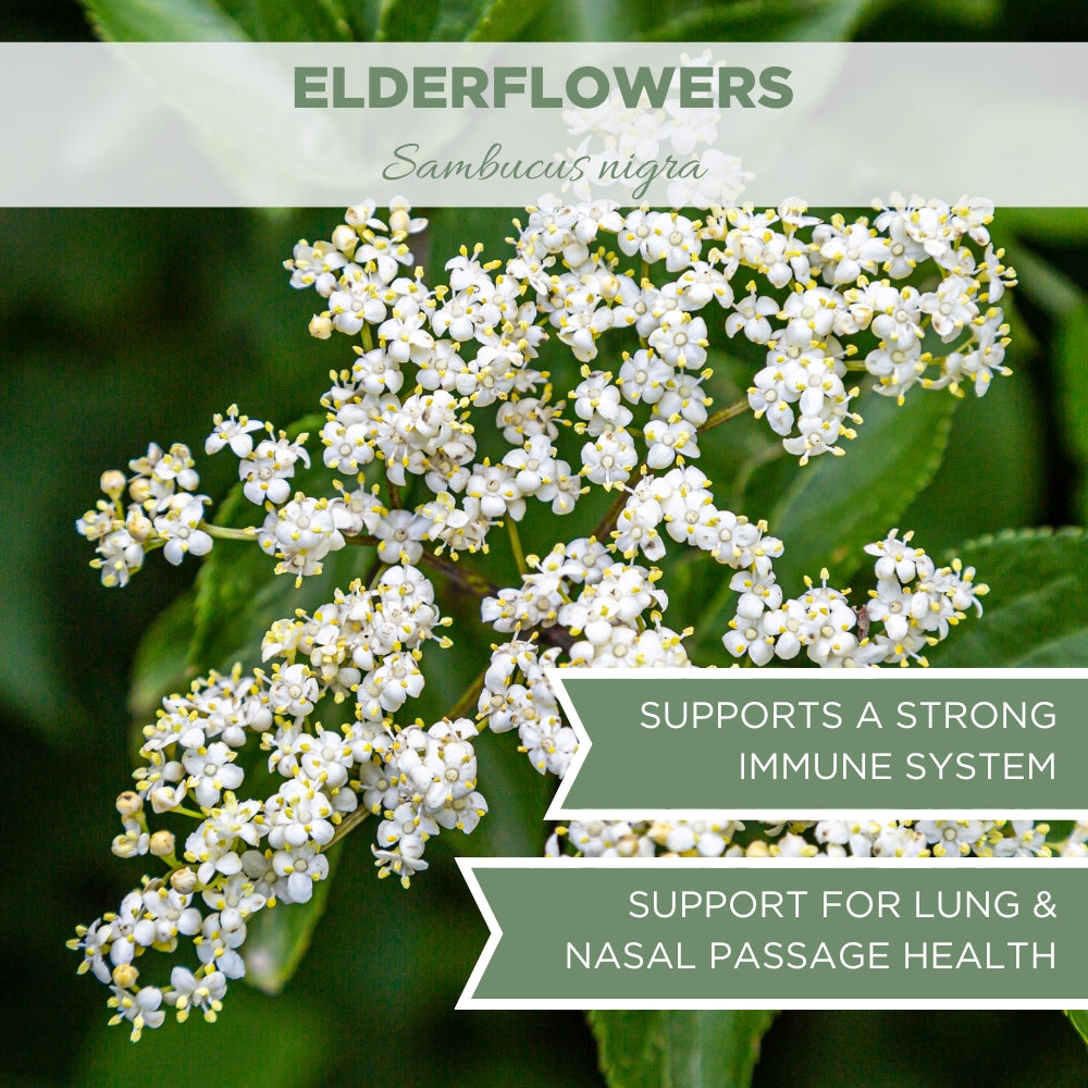 elderflowers dried