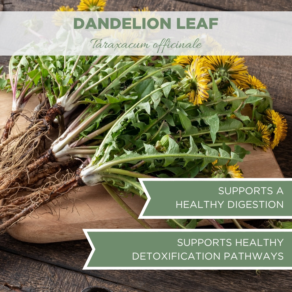 Dandelion Leaf, USDA Certified Organic, Cut & Sifted