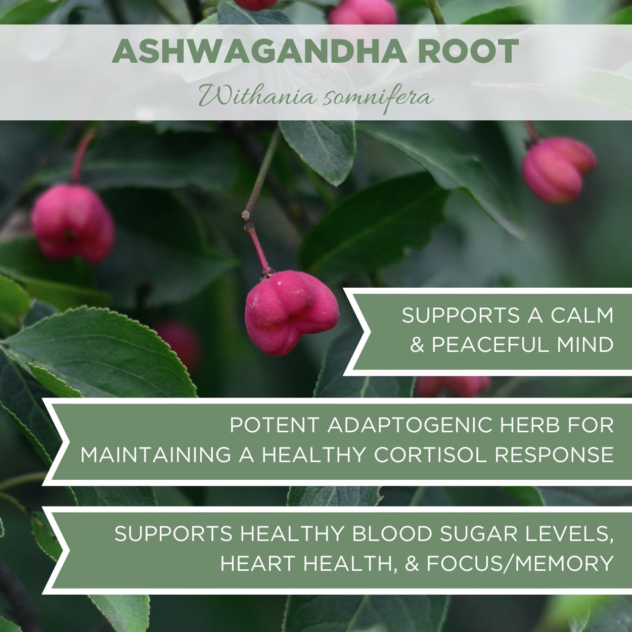 organic ashwagandha bulk