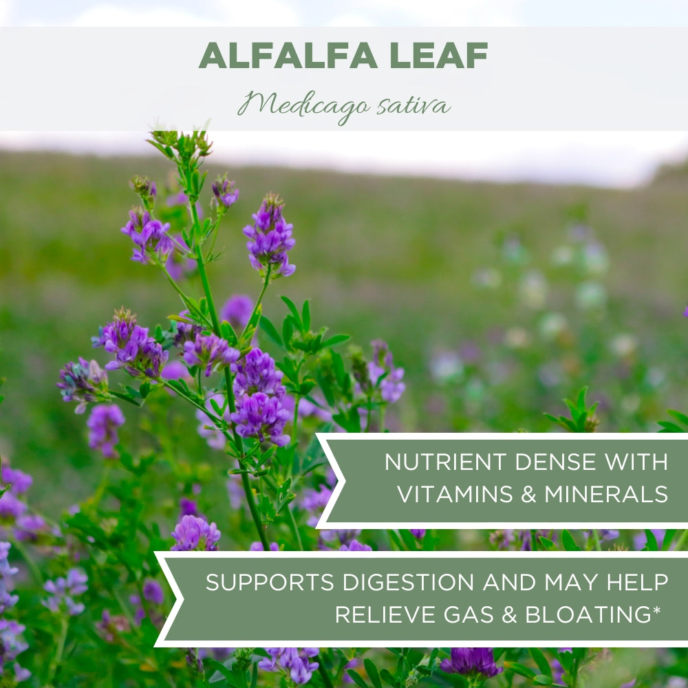 Alfalfa Tea Leaves