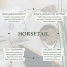 Infographic about horsetail benefits with text and a blurred image of horsetail plants.