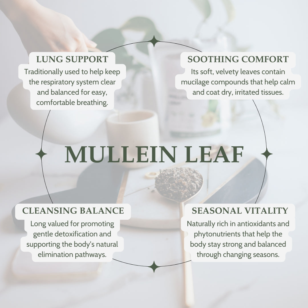 Infographic about mullein leaf benefits with text and blurred background