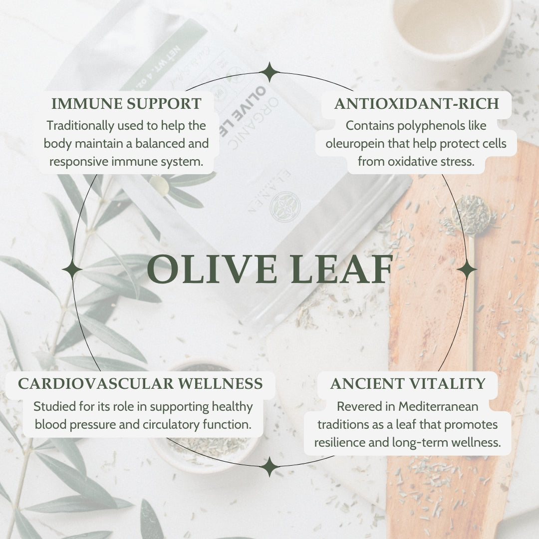 Olive leaf with text on its benefits on a light background