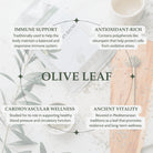 Olive leaf with text on its benefits on a light background