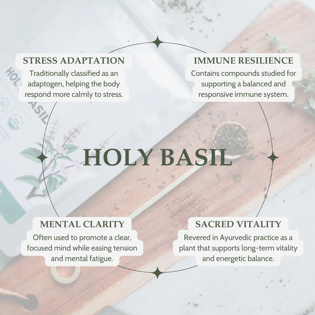 Infographic about the benefits of holy basil with text on stress adaptation, immune resilience, mental clarity, and sacred vitality.