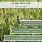 broadleaf plantain tea