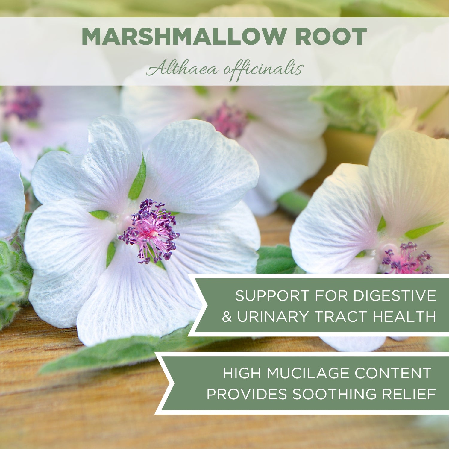 Masmellow Root Marshmallow Root Herb, USDA Certified Organic, Cut & Sifted – Elanen ...